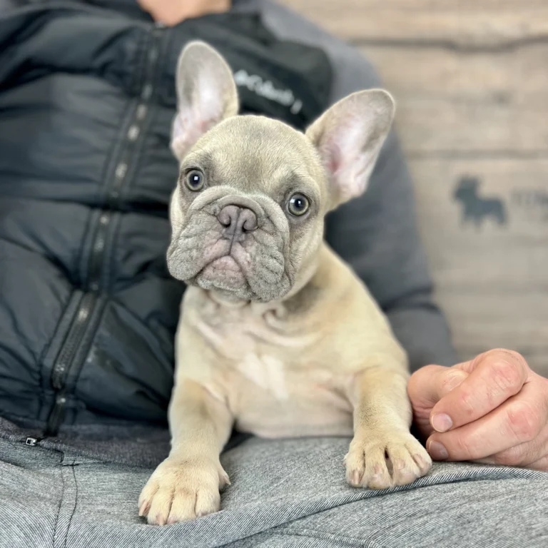 Trudy, a blue fawn French Bulldog puppy, resting on a person's lap indoors.