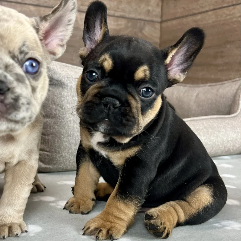 Wiliam, a black and tan French Bulldog puppy, sitting beside a light-colored Frenchie puppy indoors.