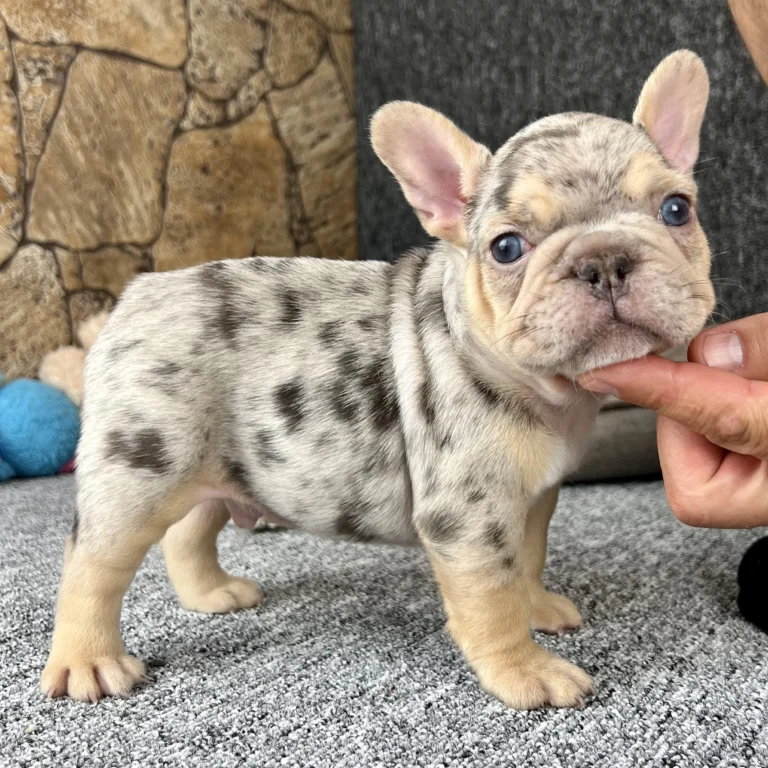 Blue merle French Bulldog puppy standing on a carpet while being gently supported under the chin.