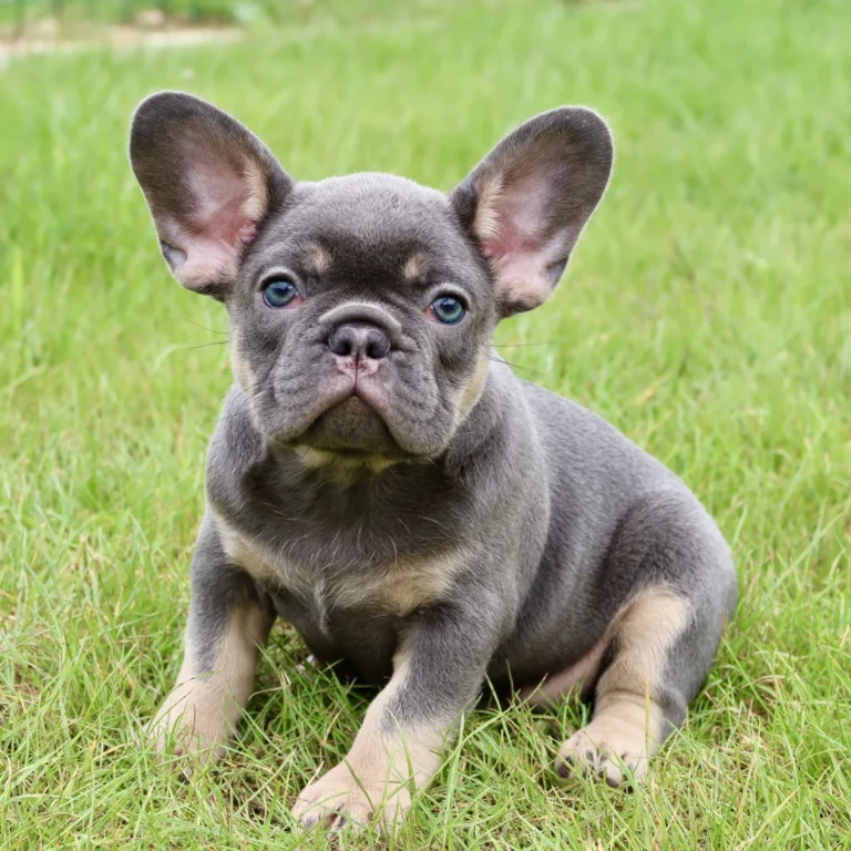 A blue and tan French Bulldog puppy sitting on green grass outdoors.