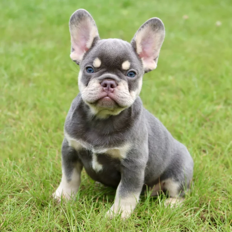 Lilac and tan French Bulldog puppy sitting on green grass outdoors.