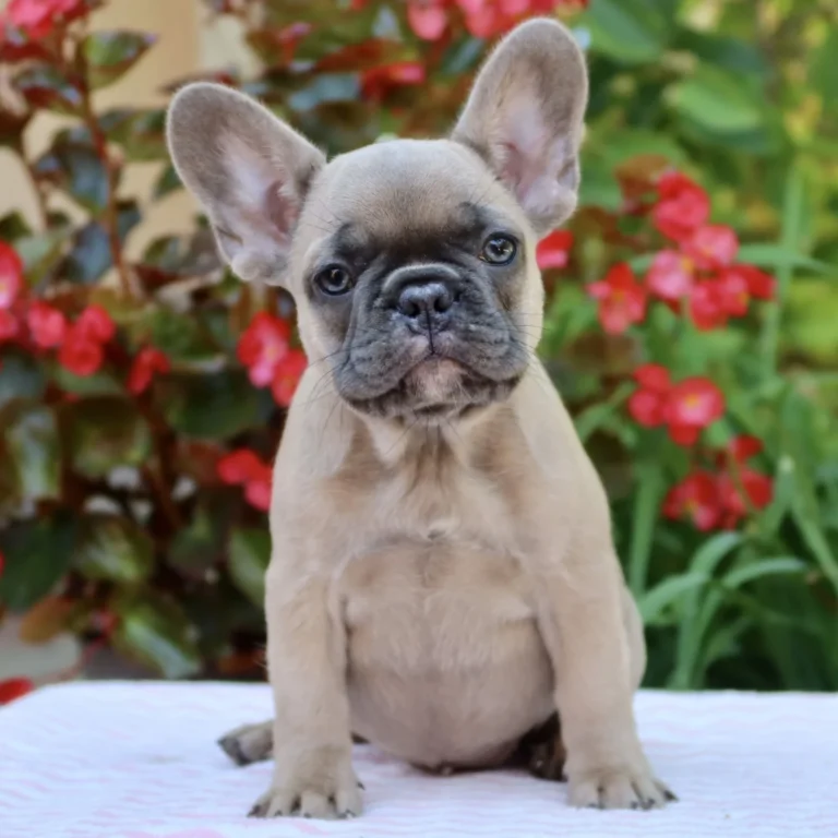 Sybilla, a fawn French Bulldog puppy, sitting outdoors in front of colorful flowers.