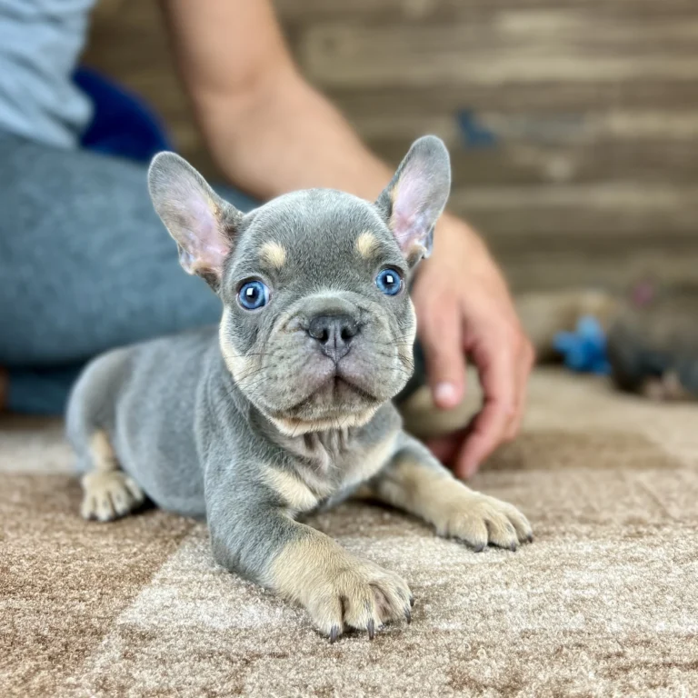 Lilac and tan French Bulldog puppy lying on a carpet indoors with bright blue eyes.