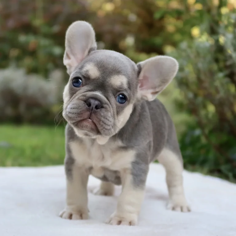 Lilac and tan French Bulldog puppy standing outdoors with a curious head tilt.