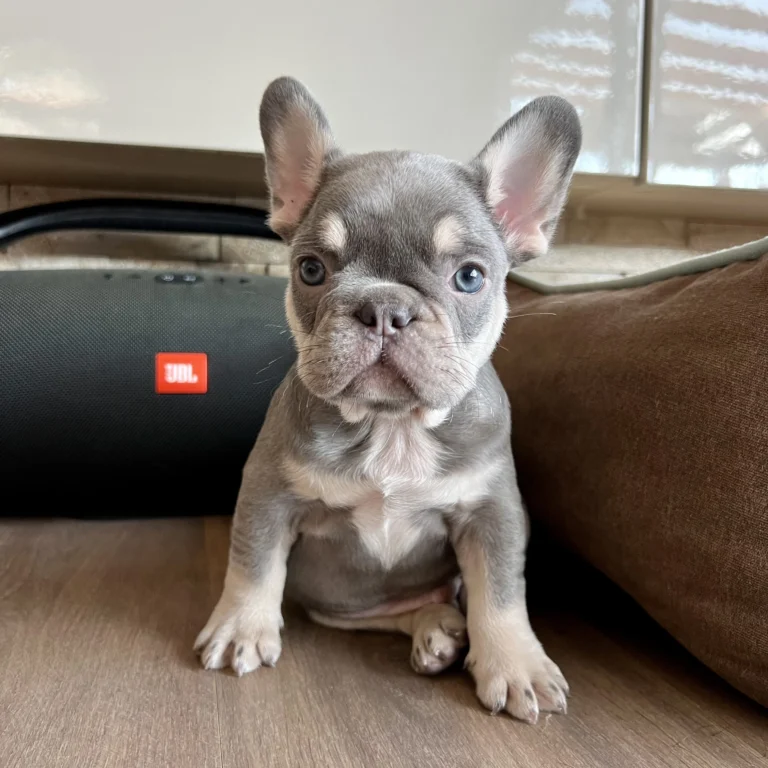 Lilac and tan French Bulldog puppy sitting indoors on a wooden floor.