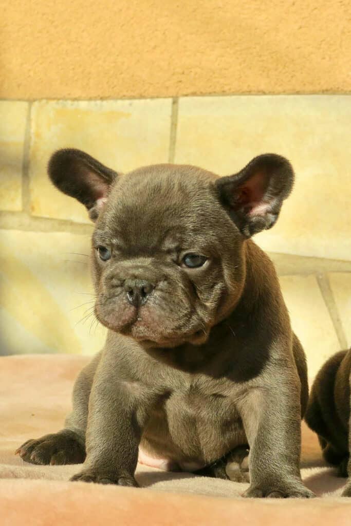 Pet insurance for your Frenchie - TomKings Blog