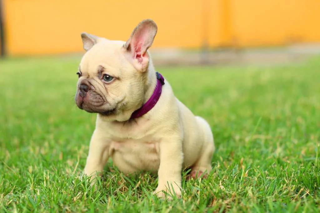 Cream French Bulldog puppy sitting on grass