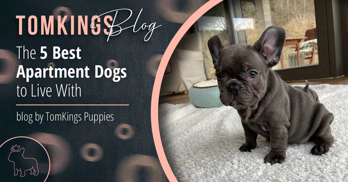5 Best Apartment Dogs to Live With blog banner