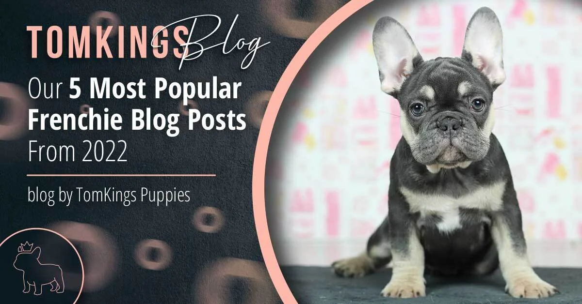 TomKings Puppies blog banner: Our 5 Most Popular Frenchie Blog Posts From 2022
