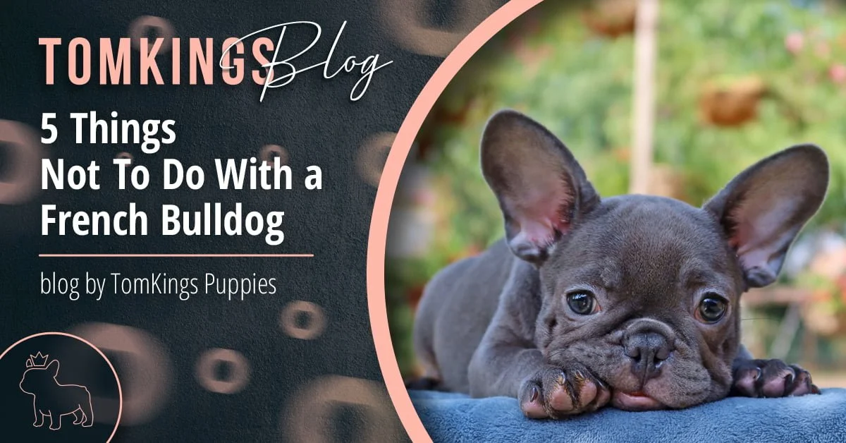 TomKings blog banner about things not to do with a French Bulldog