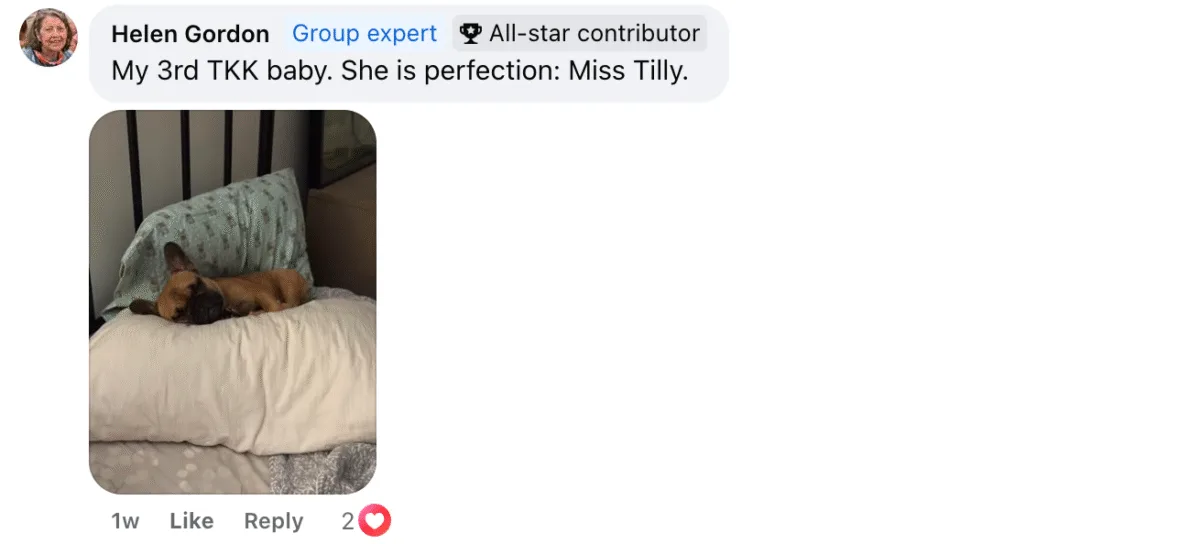 Facebook testimonial from Helen Gordon about her third TomKings puppy