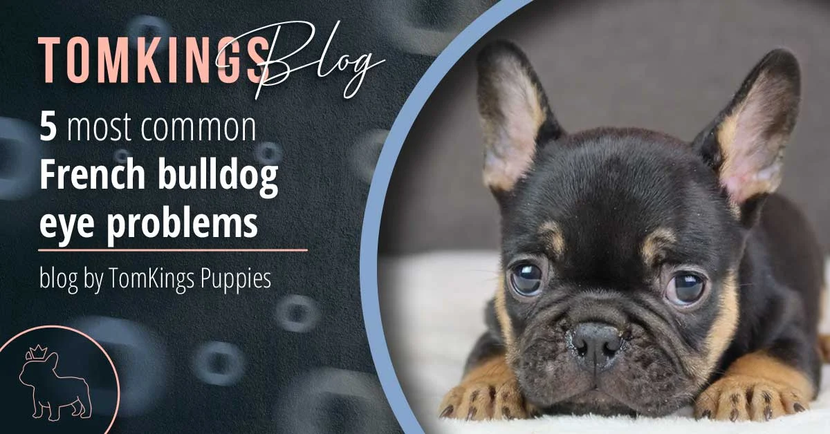 TomKings blog banner on French bulldog eye problems, with a black and tan puppy lying down