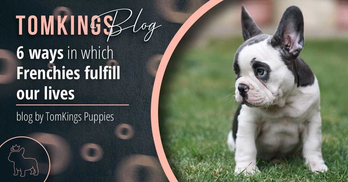 TomKings Blog banner for 6 ways in which Frenchies fulfill our lives