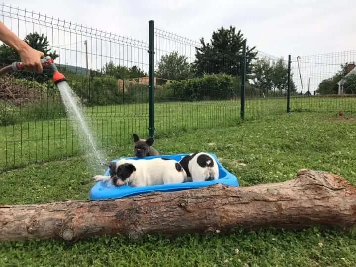 Two black and white French Bulldog puppies in a small pool being sprayed with a hose