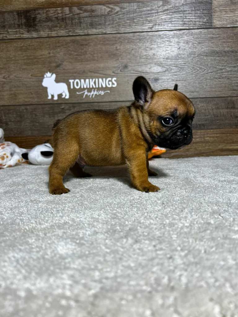 A mini French Bulldog puppy standing indoors in front of a wooden TomKings Puppies backdrop.