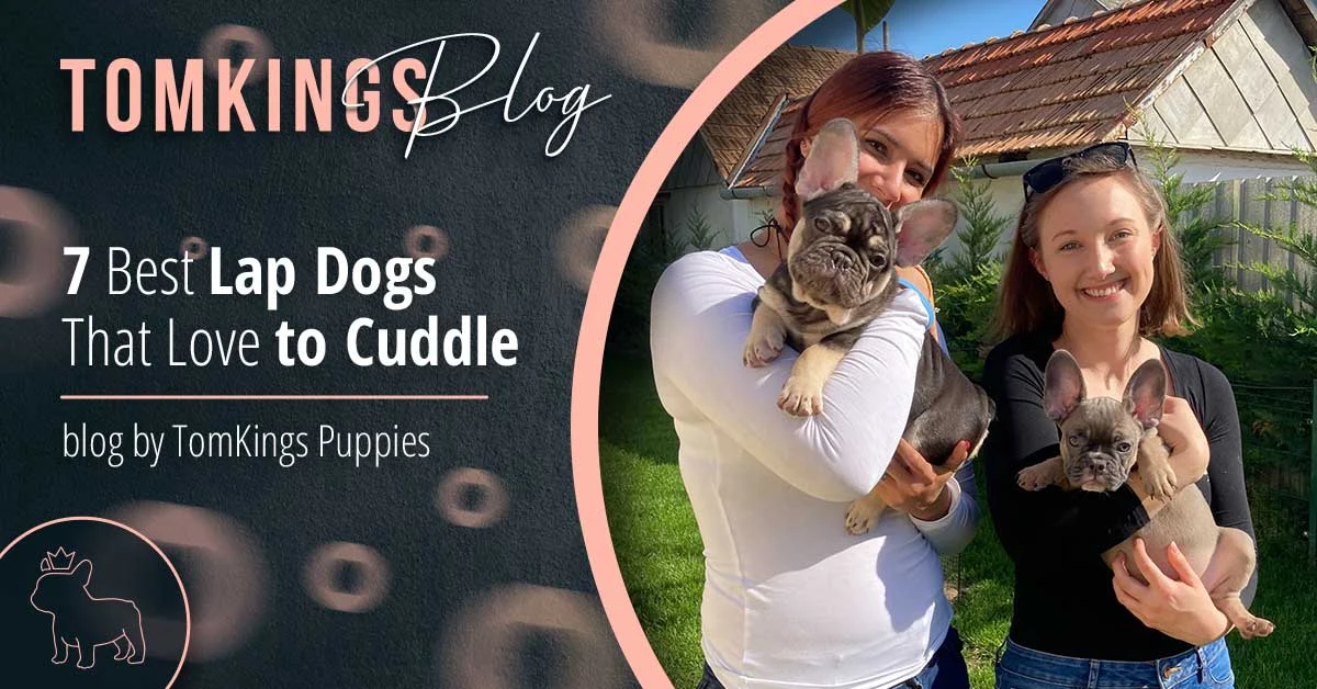 TomKings Puppies blog banner: 7 Best Lap Dogs That Love to Cuddle