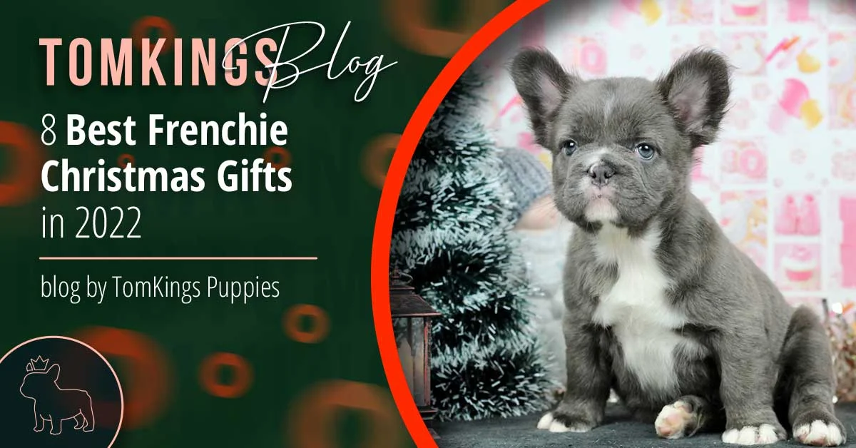 TomKings Puppies blog banner: 8 Best Frenchie Christmas Gifts in 2022