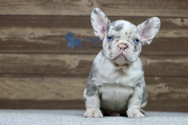 Lilac merle French Bulldog puppy sitting on a carpet against a wooden backdrop.