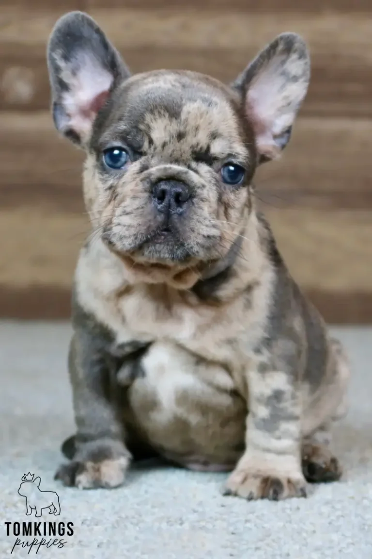 Aaron, a blue merle French Bulldog puppy, sits on a gray floor, looking directly at the camera with striking blue eyes.