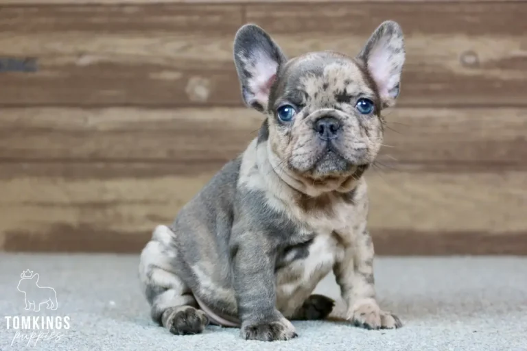 Aaron, a curious blue merle French Bulldog puppy, sits on a grey floor looking forward with his bright blue eyes.
