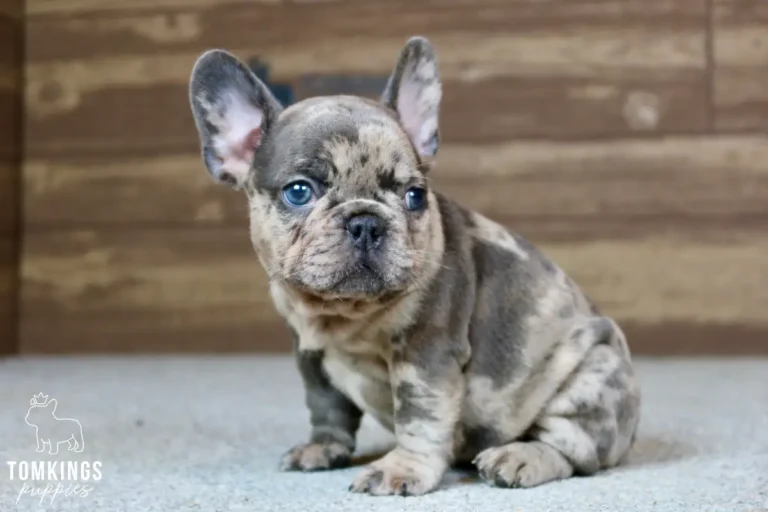 Aaron, a blue merle French Bulldog puppy, sits on a grey carpet with a wooden background, looking forward with curious blue eyes.