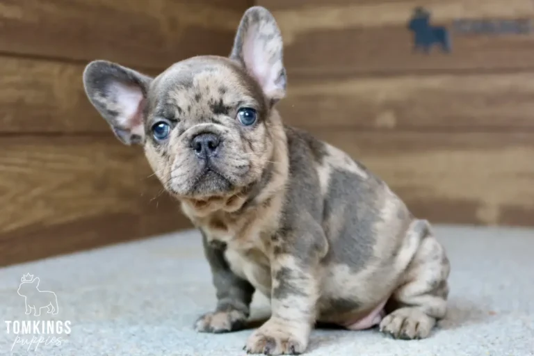 A blue merle French Bulldog puppy named Aaron sits on a gray floor, looking curiously at the camera with his bright blue eyes.