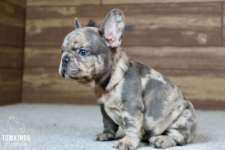 Aaron, a blue merle French Bulldog puppy, sits on a light gray carpet looking left with blue eyes against a wooden wall.