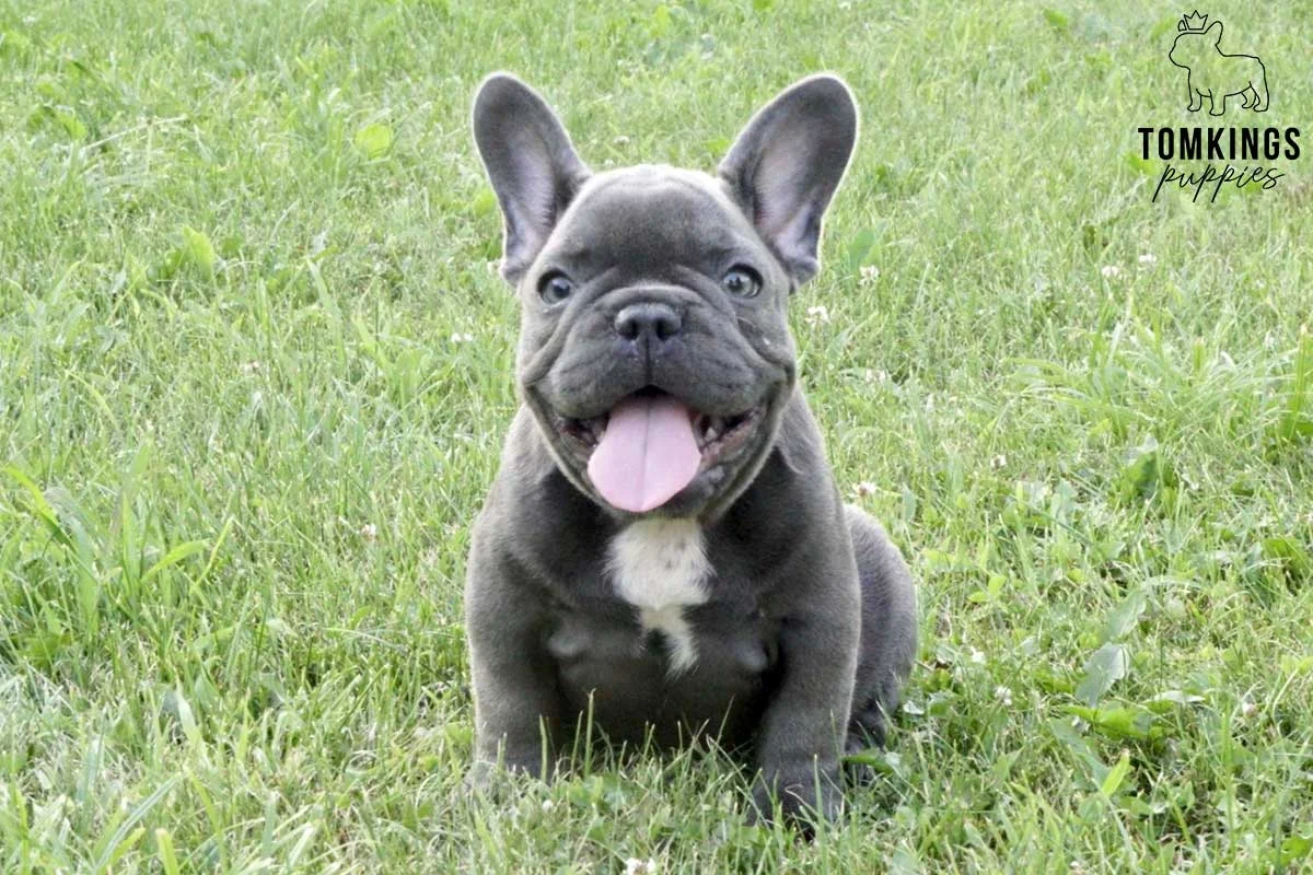 Blue French Bulldog puppy sitting in grass with its tongue out and a white patch on its chest