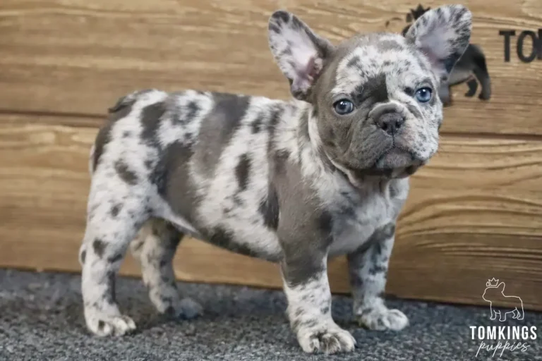 A blue merle French Bulldog puppy named Adeline stands on a gray carpet, looking alertly at the camera with striking blue eyes.