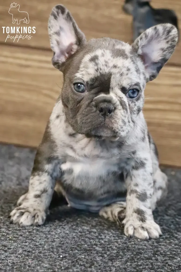 Adeline, a blue merle French Bulldog puppy, sits on a dark gray rug, with distinctive mottled fur and bright blue eyes looking directly at the camera.
