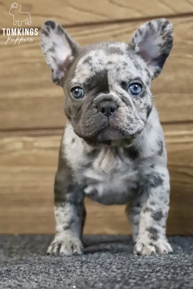Blue merle French Bulldog puppy Adeline standing on a gray carpet, looking forward with bright blue eyes against a wooden background.