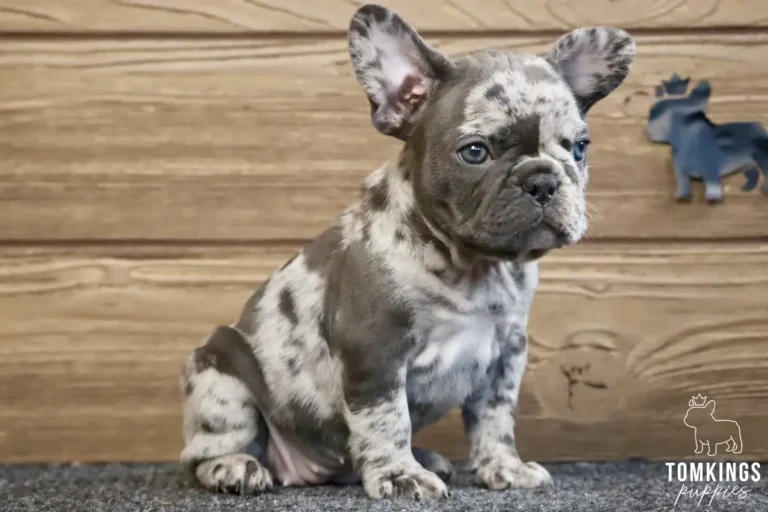 A blue merle French Bulldog puppy named Adeline sits on a gray rug, looking attentively. Her unique coat features striking blue-gray and white markings.