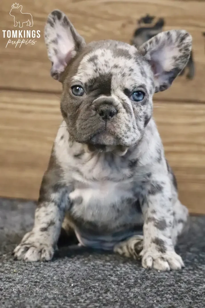 Adeline, a blue merle French Bulldog puppy with bright blue eyes, sits alertly on a gray carpet in front of a wooden wall.
