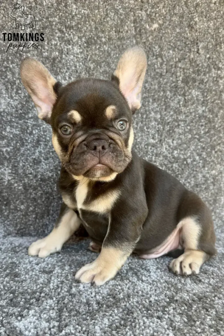Adler, a choco and tan French Bulldog puppy, with tan markings and light blue eyes, sits alertly on a gray carpet.
