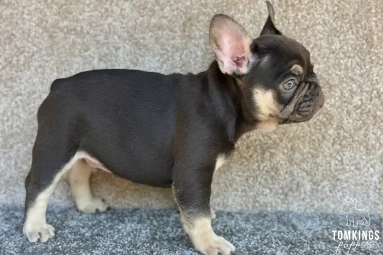 A choco and tan French Bulldog puppy named Adler stands in a side profile, looking right with light blue eyes, against a grey textured background.