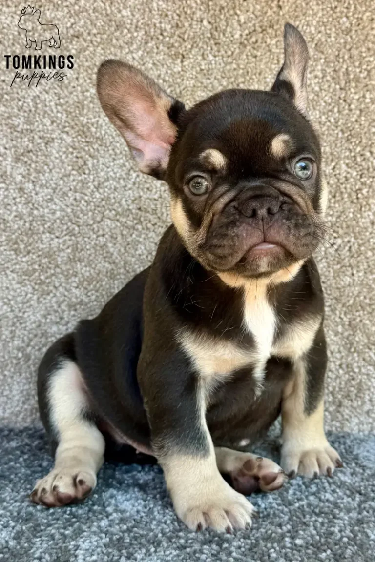 A choco and tan male French Bulldog puppy, Adler, sits alertly on a carpet, looking directly at the camera with perked ears.