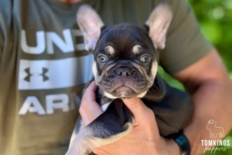 Adler, a choco and tan French Bulldog puppy, is held by hands, looking directly at the camera with his bright eyes.
