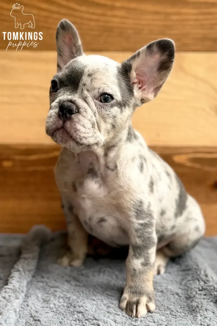 Blue merle French Bulldog puppy sitting on a soft gray blanket against a warm wooden background.
