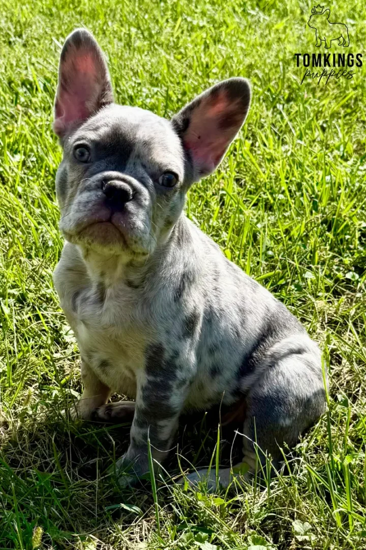 Agnus, a blue merle French Bulldog puppy, sitting outdoors on bright green grass and looking at the camera.