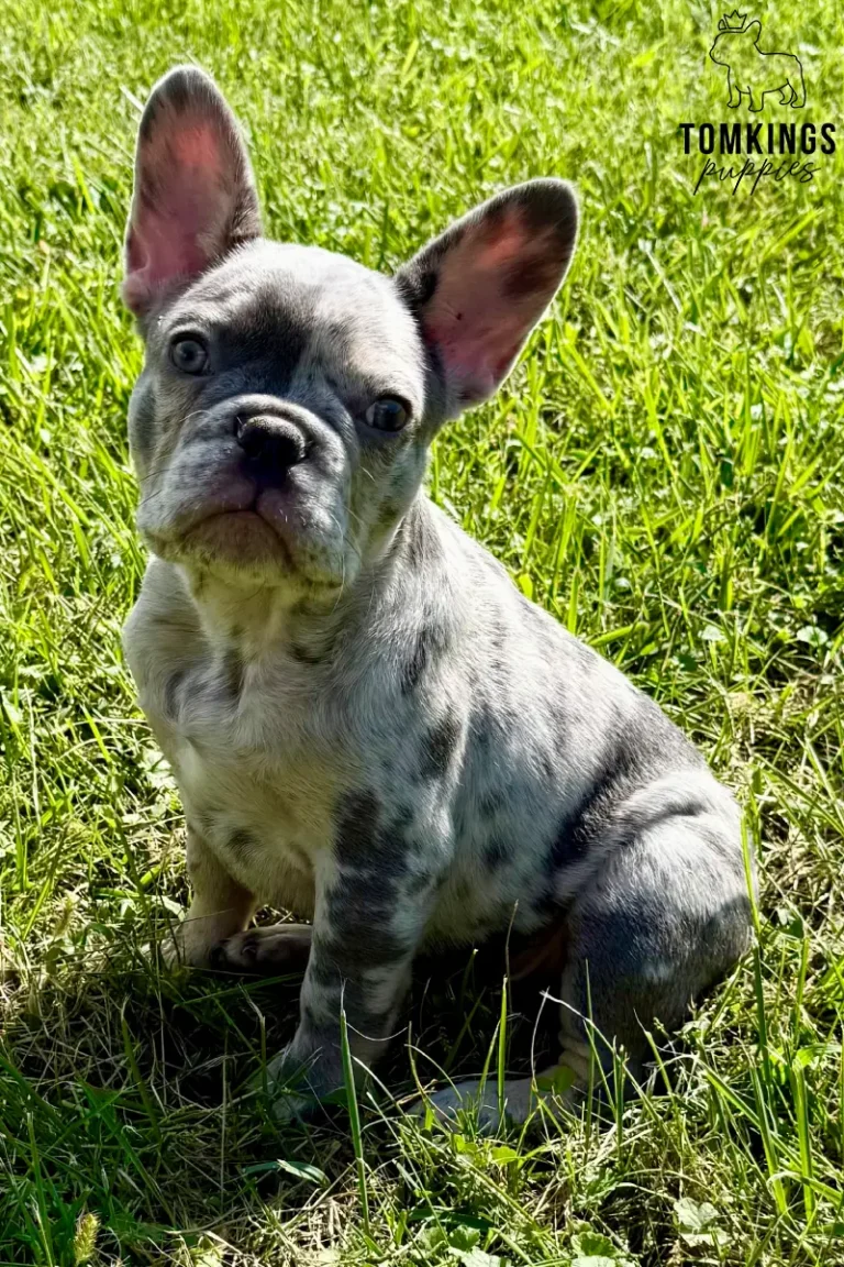 Agnus, a blue merle French Bulldog puppy, sitting outdoors on bright green grass and looking at the camera.