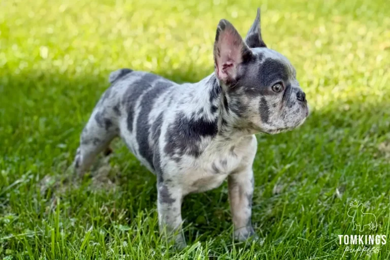 Agnus, a blue merle French Bulldog puppy, standing in side profile on green grass outdoors.