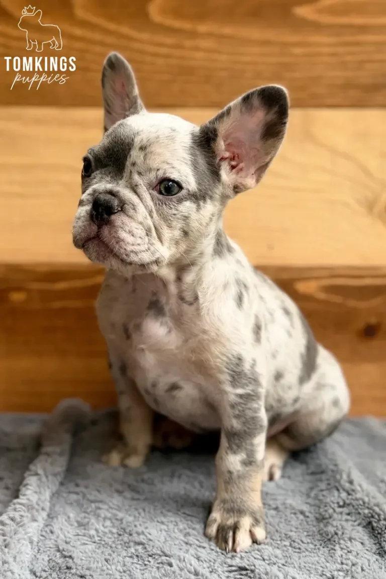 Blue merle French Bulldog puppy sitting on a gray blanket and looking slightly to the side.