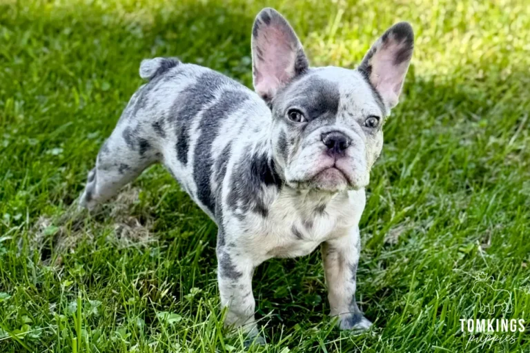 Agnus, a blue merle French Bulldog puppy, standing on green grass and facing the camera outdoors.