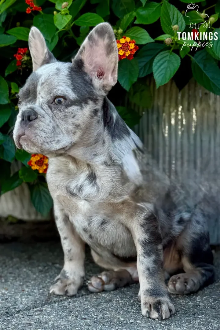 Blue merle French Bulldog puppy Agnus sitting outdoors beside colorful flowers and looking to the side.