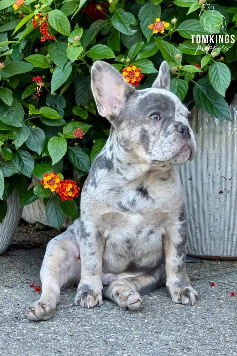 Blue merle French Bulldog puppy Agnus sitting outdoors in front of green foliage and colorful flowers.