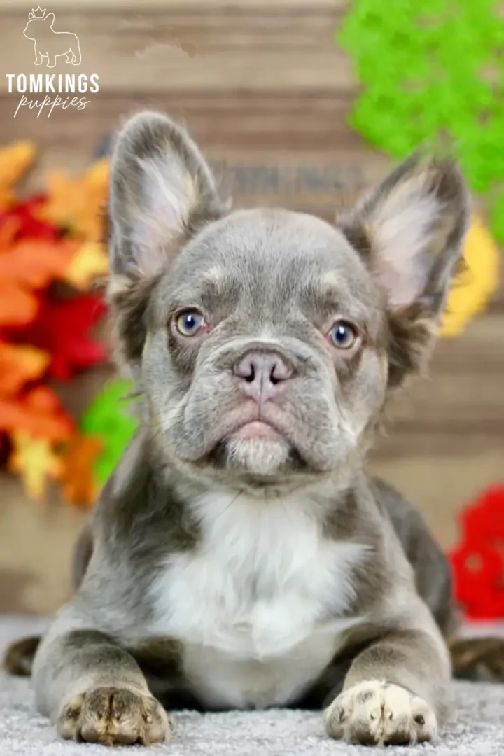 Alexis, a blue and tan fluffy French Bulldog girl with a white chest, lying on a gray carpet and looking at the camera.