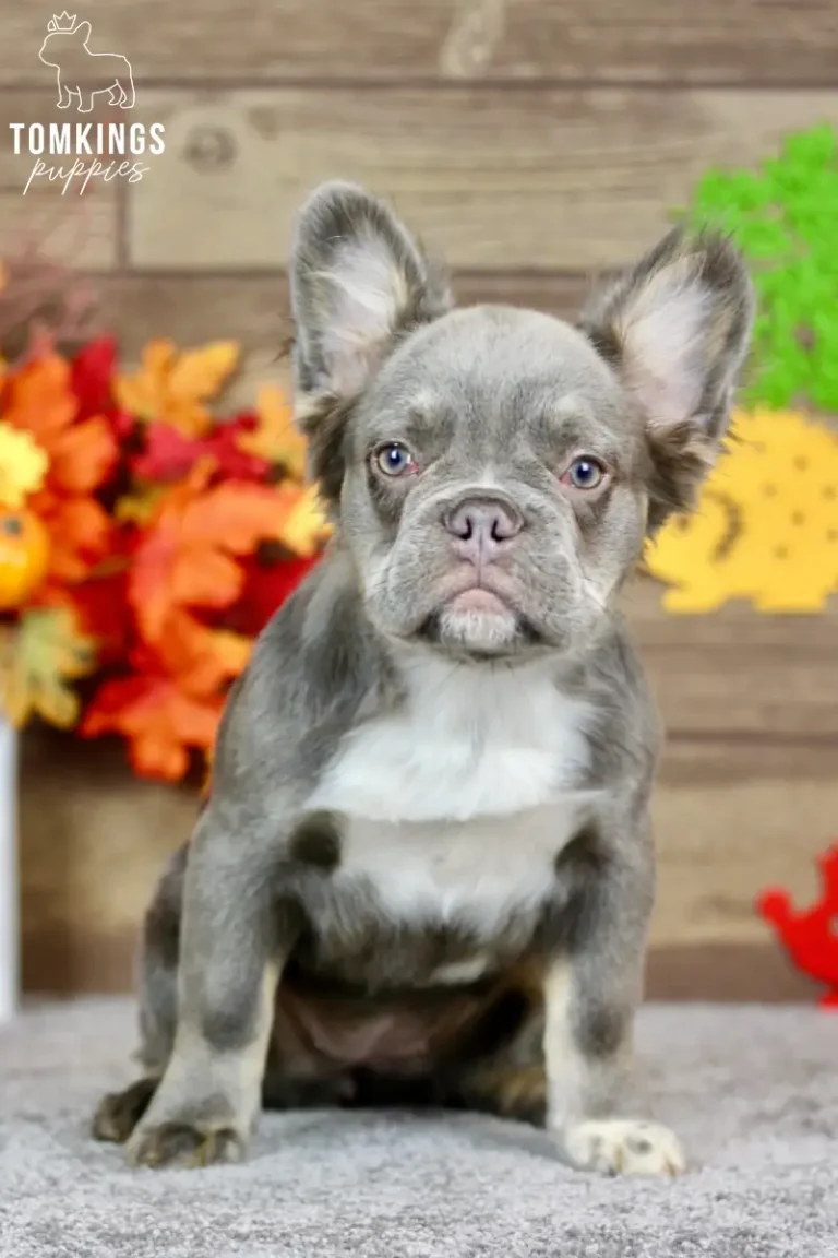 Alexis, a blue and tan fluffy French Bulldog girl, sitting upright indoors against an autumn-themed background.