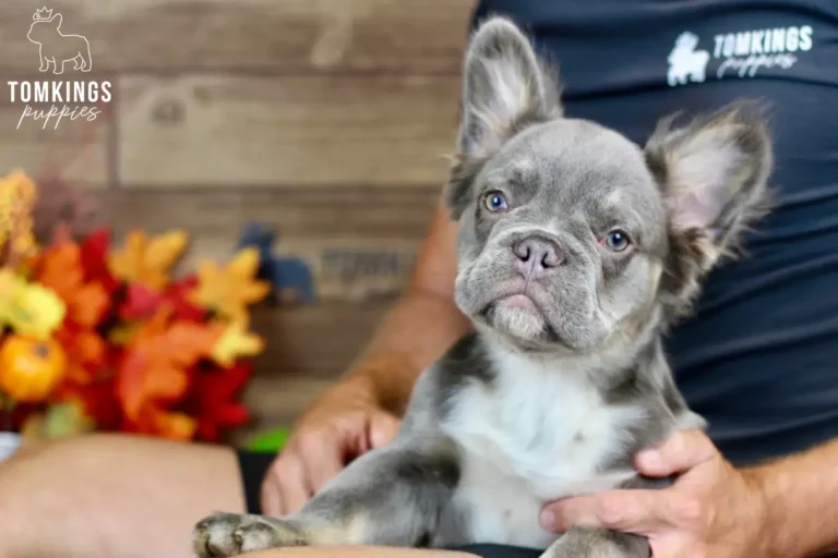 Alexis, a blue and tan fluffy French Bulldog girl with a white chest, being gently held by a person indoors.