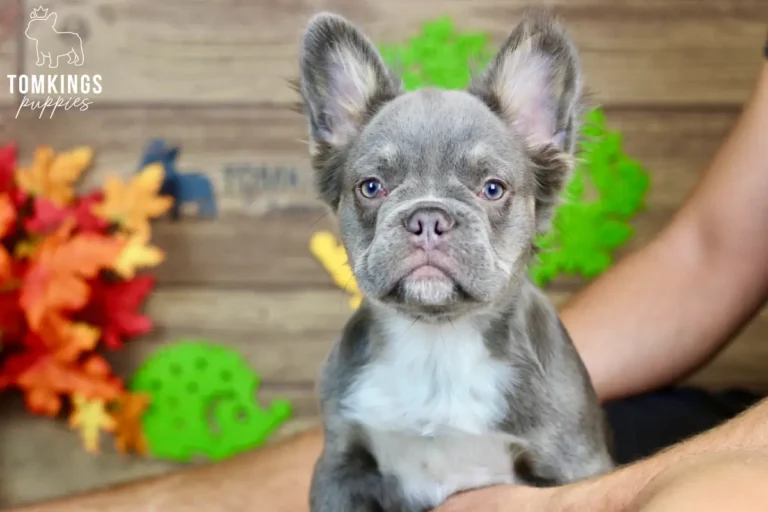 Alexis, a blue and tan fluffy French Bulldog girl, posing in a close-up portrait with a person behind her.