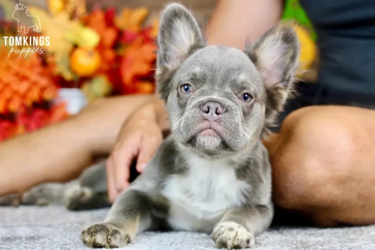 Alexis, a blue and tan fluffy French Bulldog girl, lying beside a person and looking directly at the camera.
